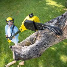Professional Tree Removal in Brandon, FL